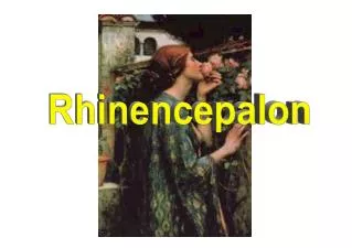 Rhinencepalon