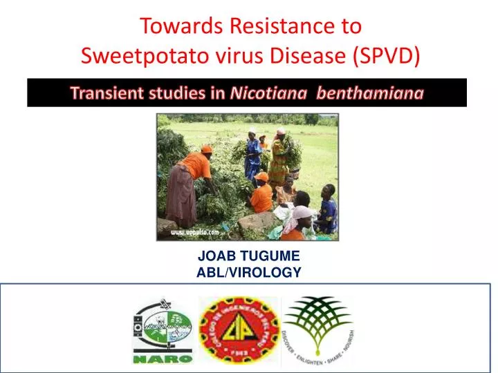 towards resistance to sweetpotato virus disease spvd