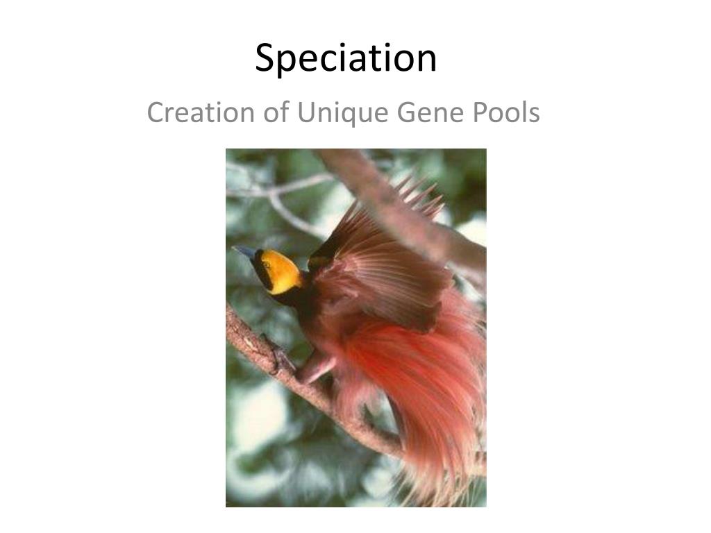 PPT - Speciation PowerPoint Presentation, free download - ID:6918905