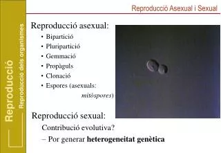 Reproducció asexual: Bipartició Pluripartició Gemmació Propàguls Clonació Espores (asexuals:
