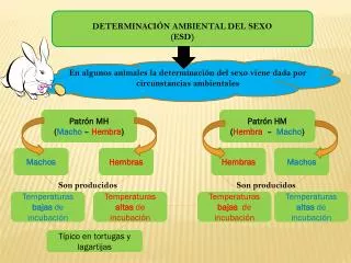 DETERMINACIÓN AMBIENTAL DEL SEXO (ESD)
