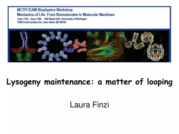 lysogeny maintenance a matter of looping laura finzi