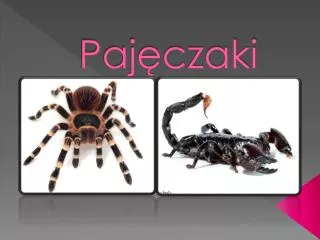 paj czaki