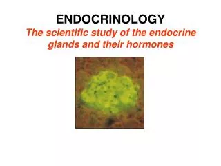 ENDOCRINOLOGY The scientific study of the endocrine glands and their hormones
