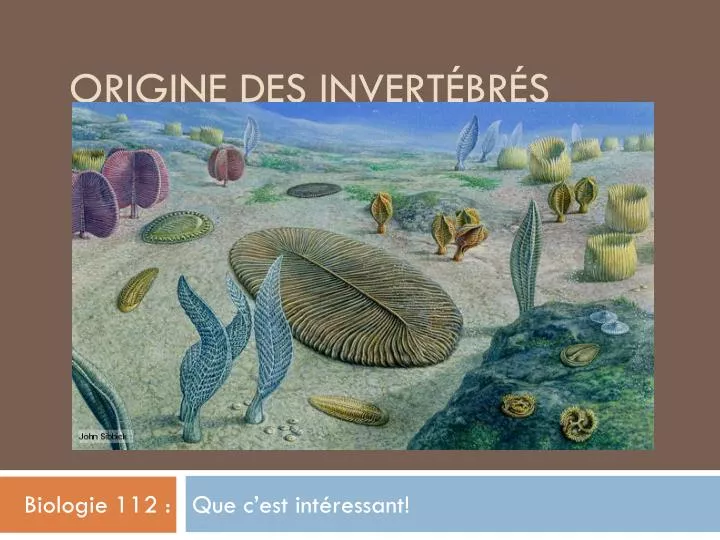 origine des invert br s