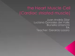 the Heart Muscle Cell ( Cardiac striated muscle )