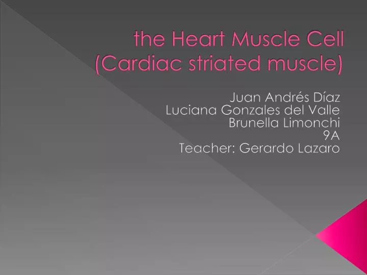 the heart muscle cell cardiac striated muscle