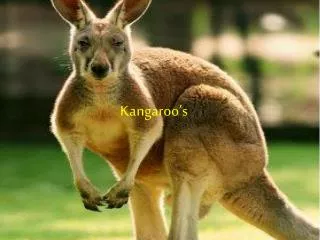 Kangaroo’s