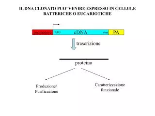 IL DNA CLONATO PUO’ VENIRE ESPRESSO IN CELLULE BATTERICHE O EUCARIOTICHE
