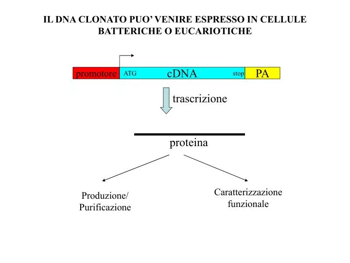 il dna clonato puo venire espresso in cellule batteriche o eucariotiche