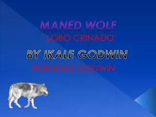 MANED WOLF