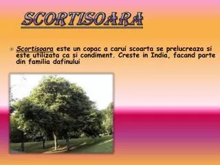 SCORTISOARA