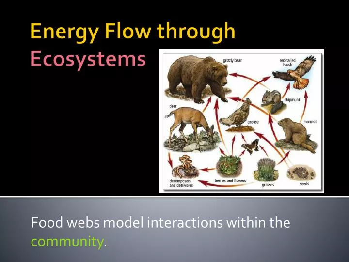 food webs model interactions within the community