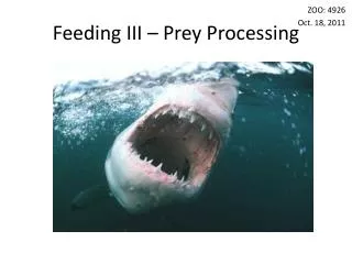 Feeding III – Prey Processing