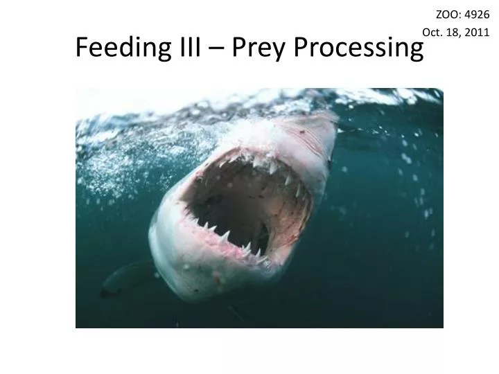feeding iii prey processing