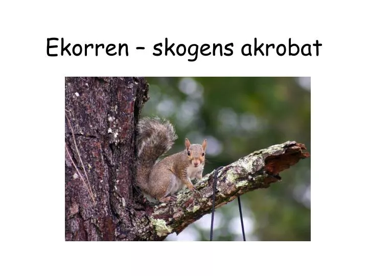 ekorren skogens akrobat