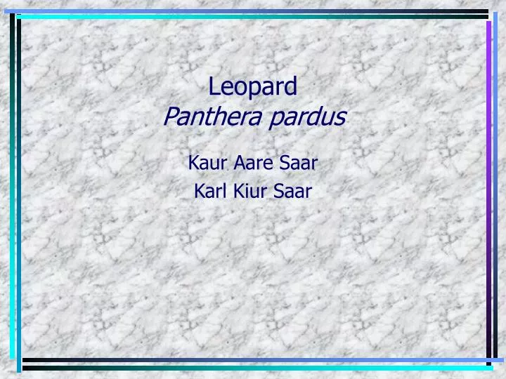 leopard panthera pardus