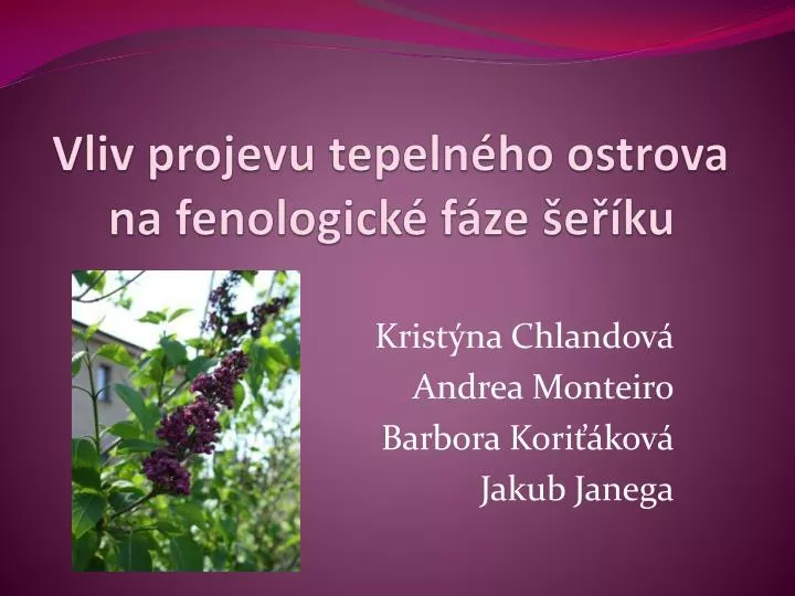 vliv projevu tepeln ho ostrova na fenologick f ze e ku