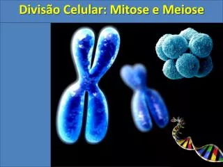 Divisão Celular: Mitose e Meiose