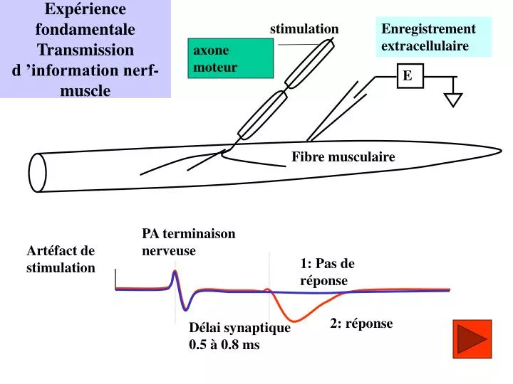 exp rience fondamentale transmission d information nerf muscle