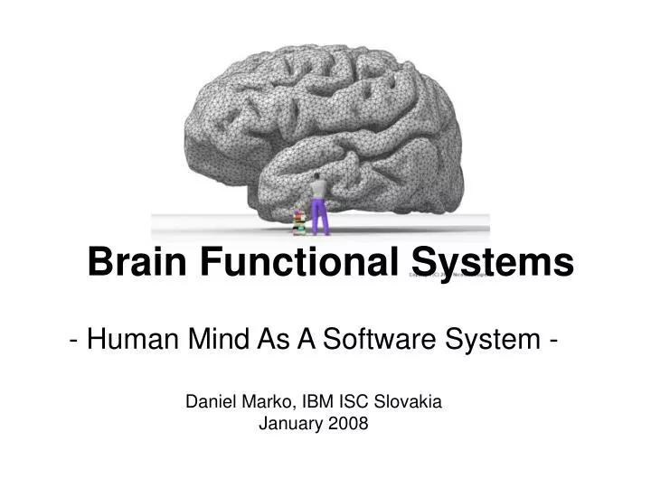 brain functional systems