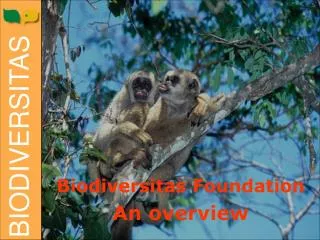 Biodiversitas Foundation An overview