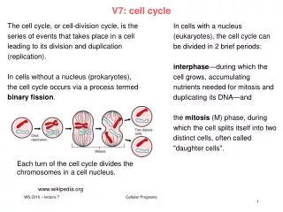 V7: cell cycle