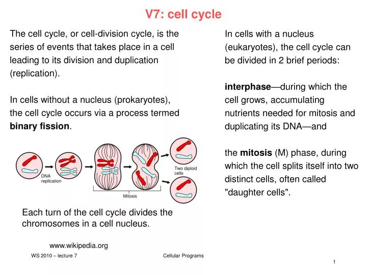 v7 cell cycle