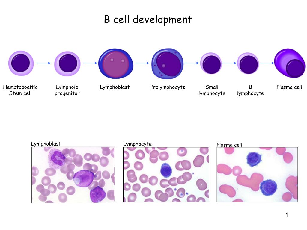 PPT - B cell development PowerPoint Presentation, free download - ID ...