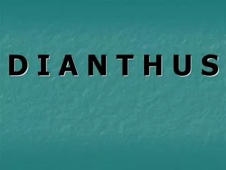 d i a n t h u s