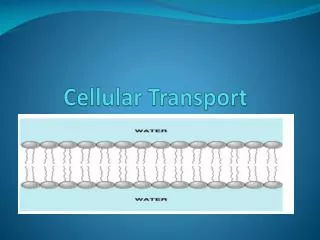 Cellular Transport
