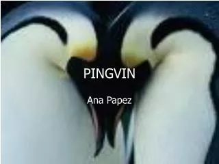 PINGVIN