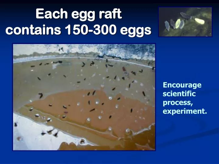 each egg raft contains 150 300 eggs