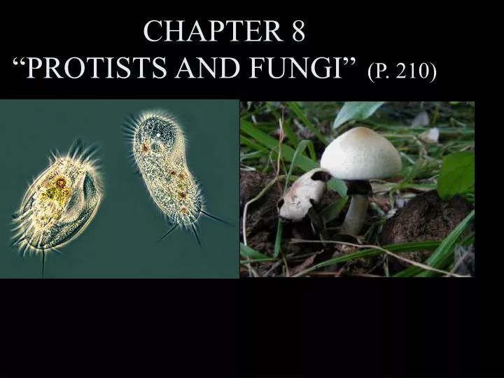 chapter 8 protists and fungi p 210