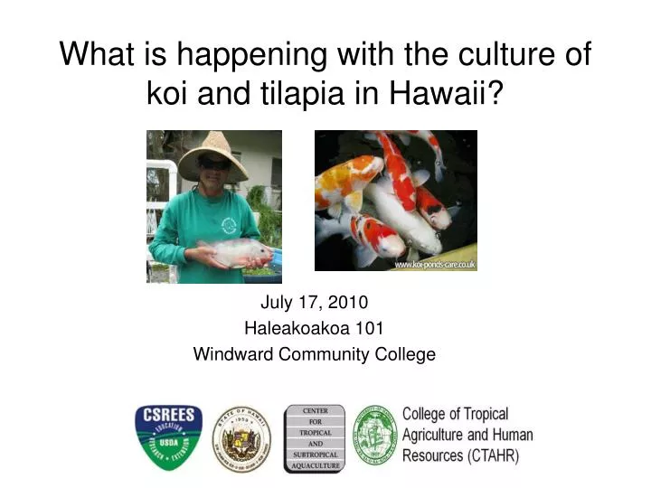 what is happening with the culture of koi and tilapia in hawaii