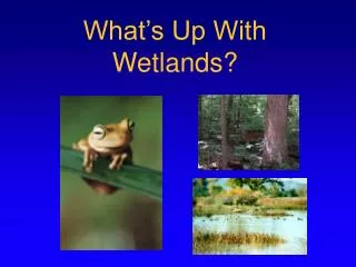 What’s Up With Wetlands?