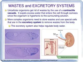 WASTES and EXCRETORY SYSTEMS