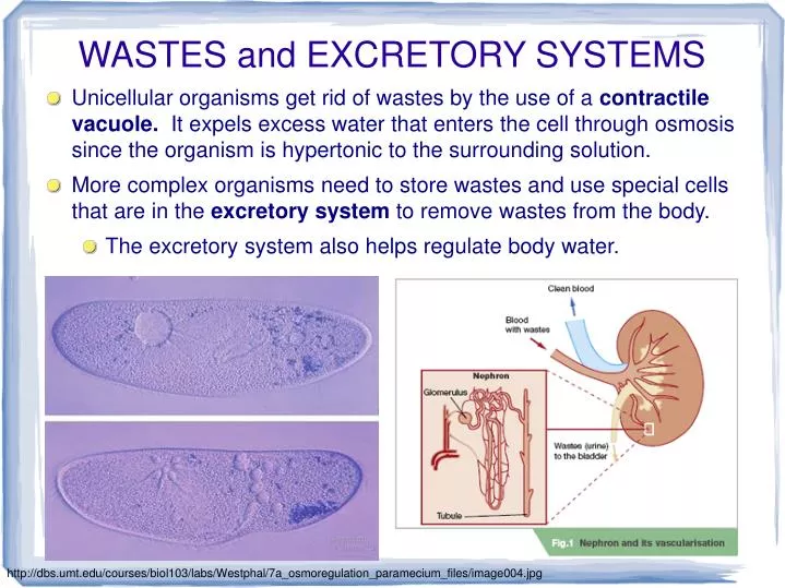 wastes and excretory systems