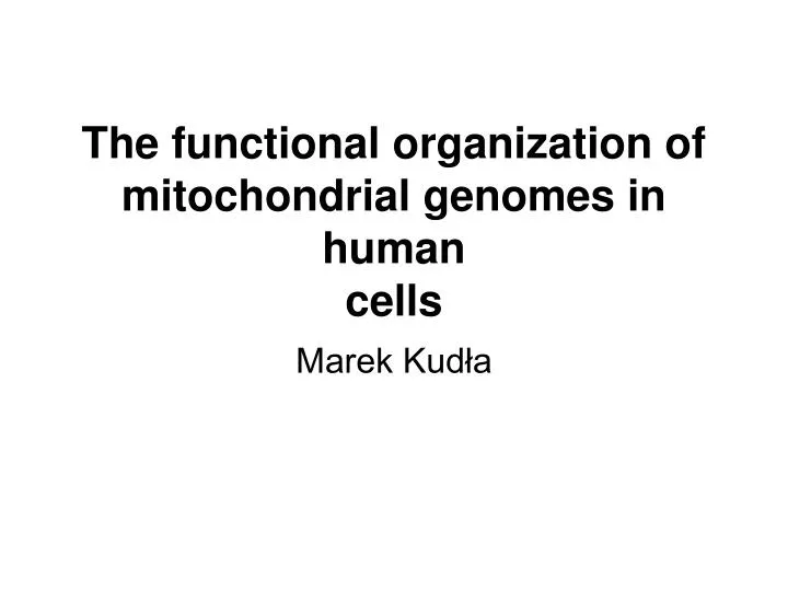 the functional organization of mitochondrial genomes in human cells