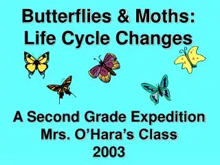 Butterflies &amp; Moths: Life Cycle Changes