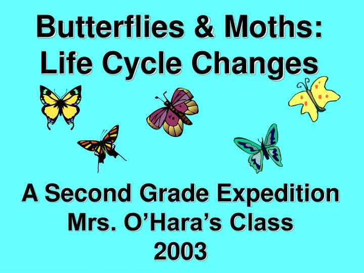 butterflies moths life cycle changes