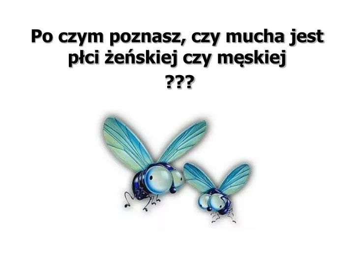 po czym poznasz czy mucha jest p ci e skiej czy m skiej