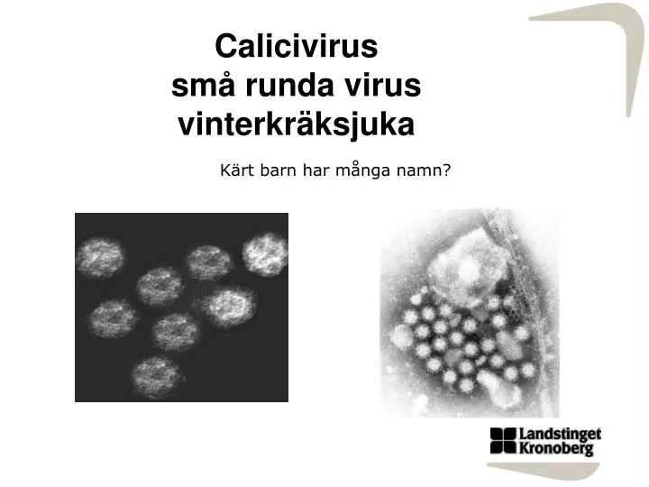 c alicivirus sm runda virus vinterkr ksjuka