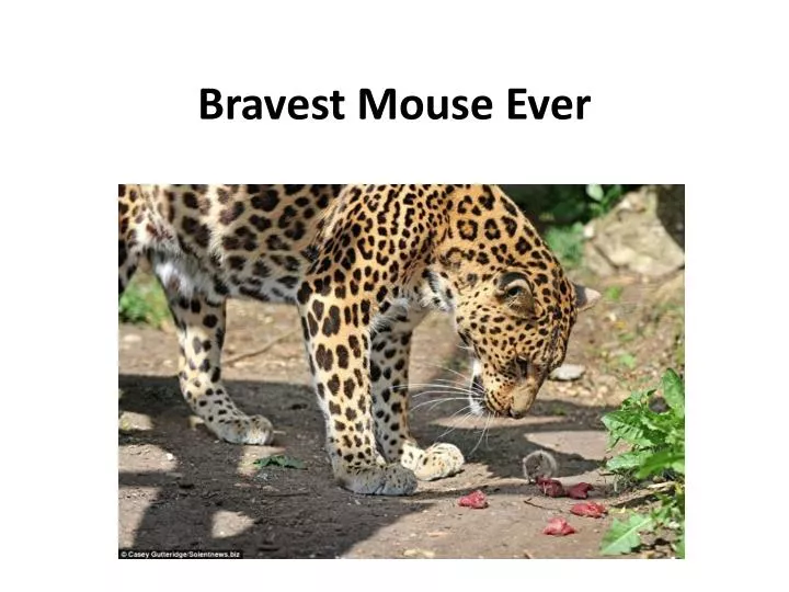 bravest mouse ever