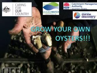GROW YOUR OWN OYSTERS!!!
