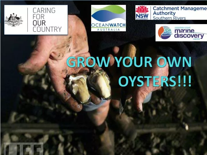 grow your own oysters