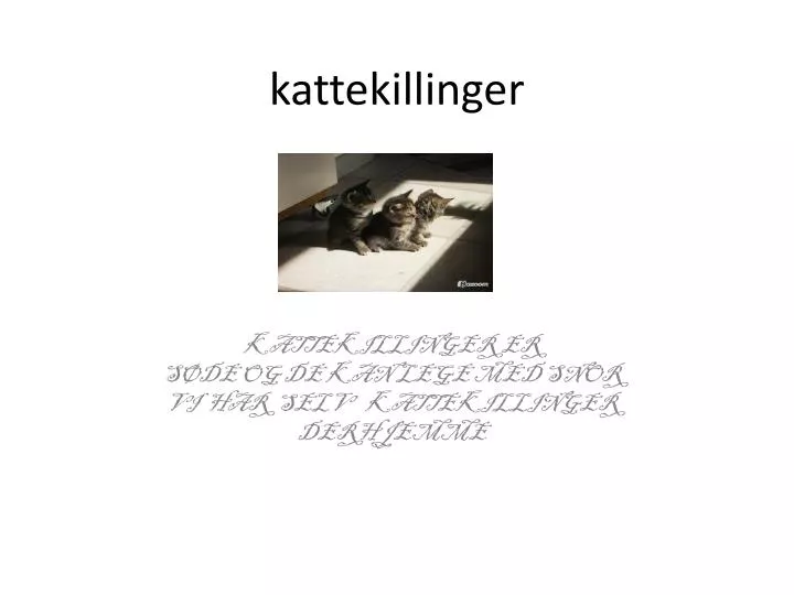 kattekillinger