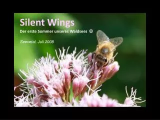Silent Wings Der erste Sommer unseres Waldsees ? Seevetal, Juli 2008