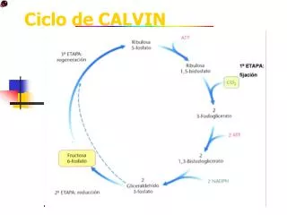 ciclo de calvin