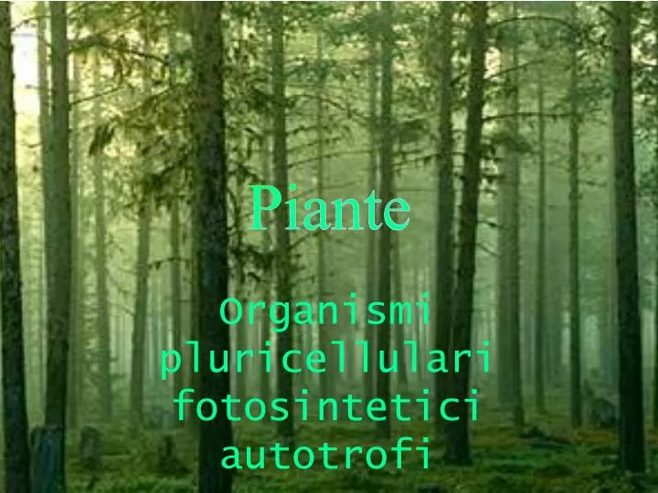 piante